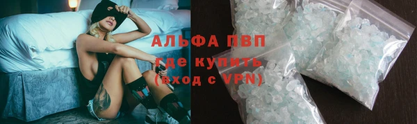 сатива Новозыбков