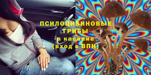 сатива Новозыбков